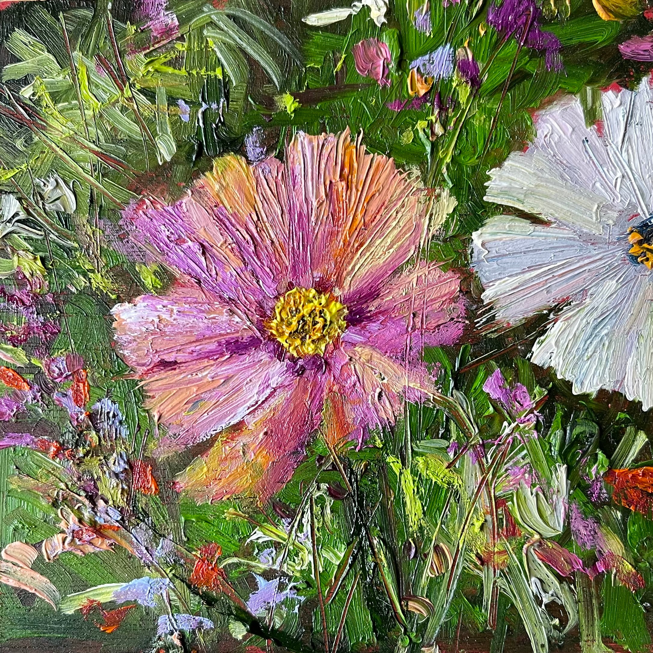 Apricot cosmos