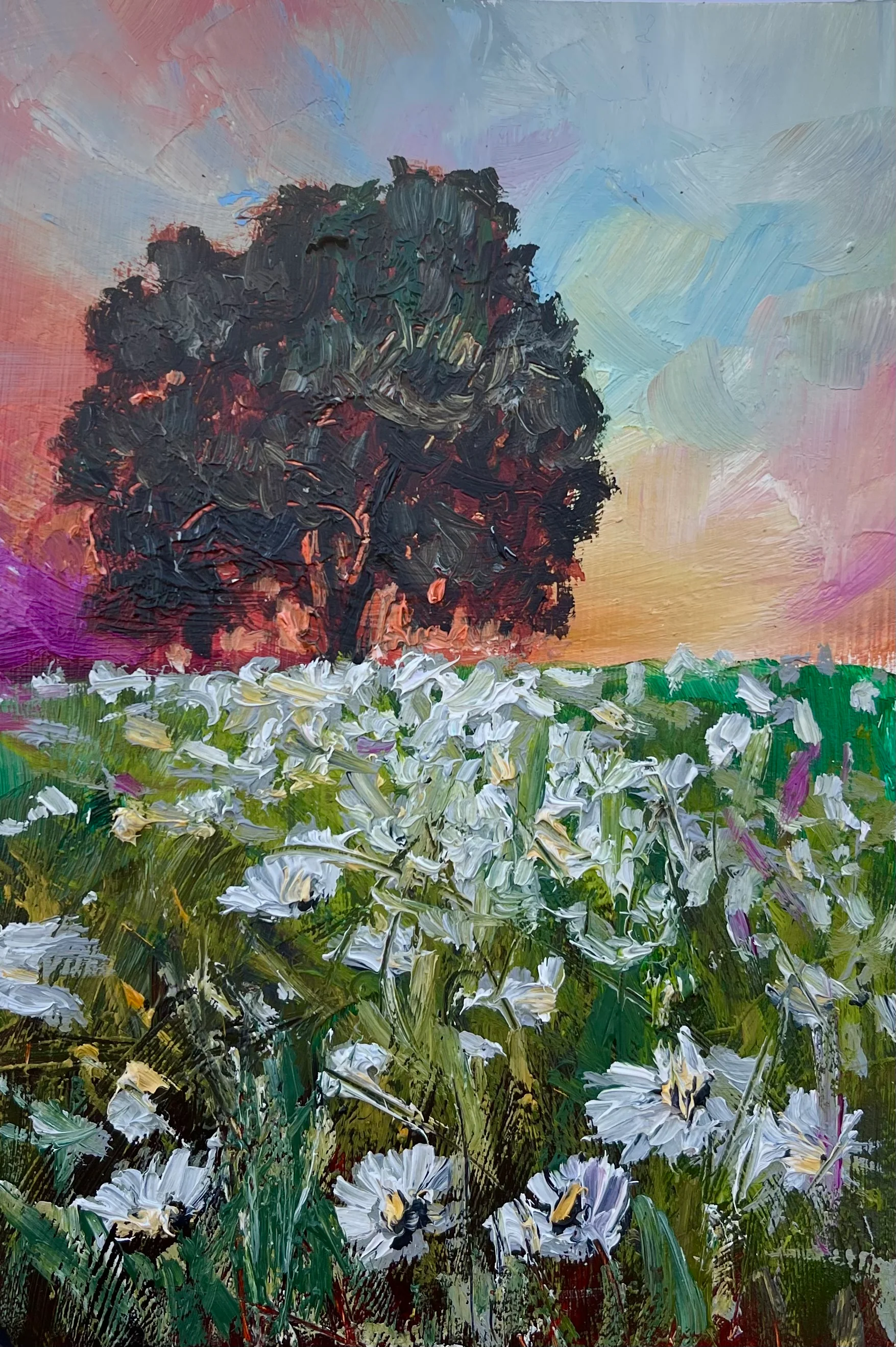 Sunset behind the Oak tree